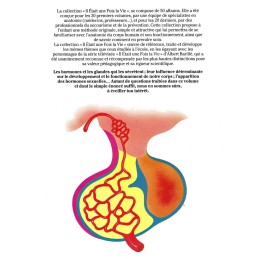 Il était une fois la Vie N°23 Les Hormones Gebrauchtbuch